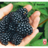 Blackberry - Rubus fruticosus NAVAHO®