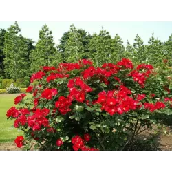 Rožė - Rosa ROBUSTA