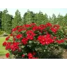 Rožė - Rosa ROBUSTA