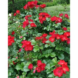Rožė (hibridas) - Rosa hybrid Rosa (H) Robusta skiepyta C4