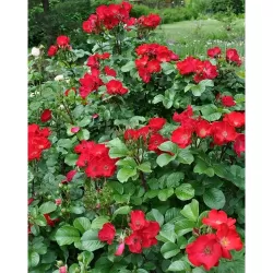 Rožė - Rosa ROBUSTA