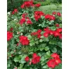 Rožė - Rosa ROBUSTA