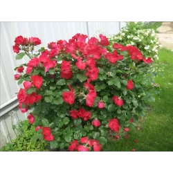 Rožė - Rosa ROBUSTA