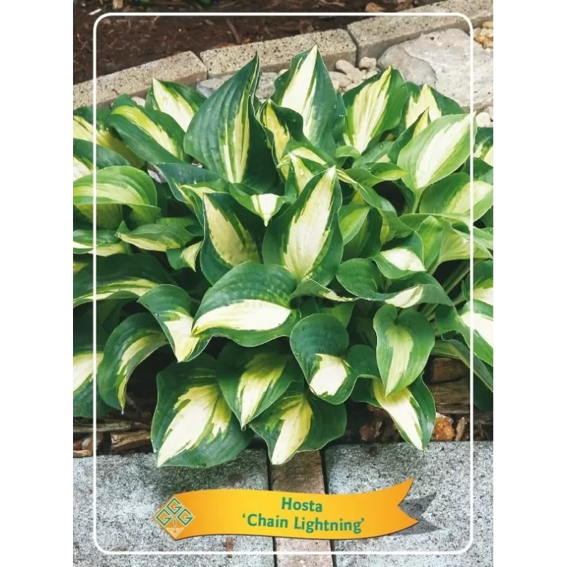 Melsvė - Hosta CHAIN LIGHTNING