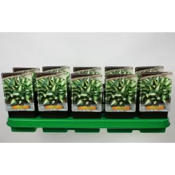 Hosta CHAIN LIGHTNING