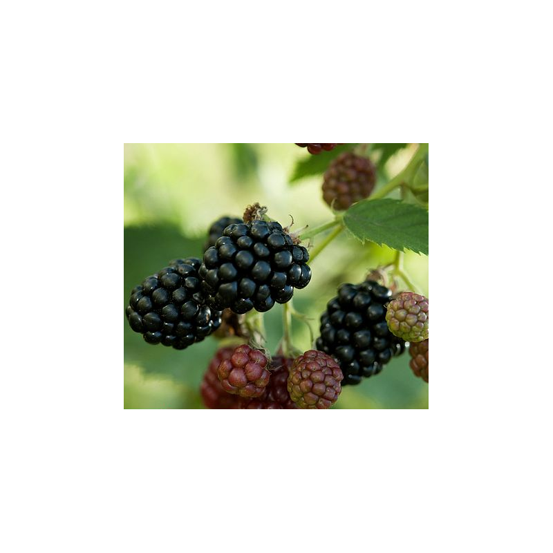 Blackberry - Rubus fruticosus R.lanciatus THORNLESS EVERGREEN®