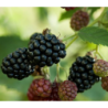Blackberry - Rubus fruticosus R.lanciatus THORNLESS EVERGREEN®