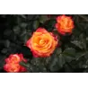 Rosa MEIN MUNCHEN stem110CM
