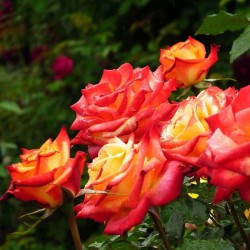 Rožė (stiebinė) - Rosa MEIN MUNCHEN
