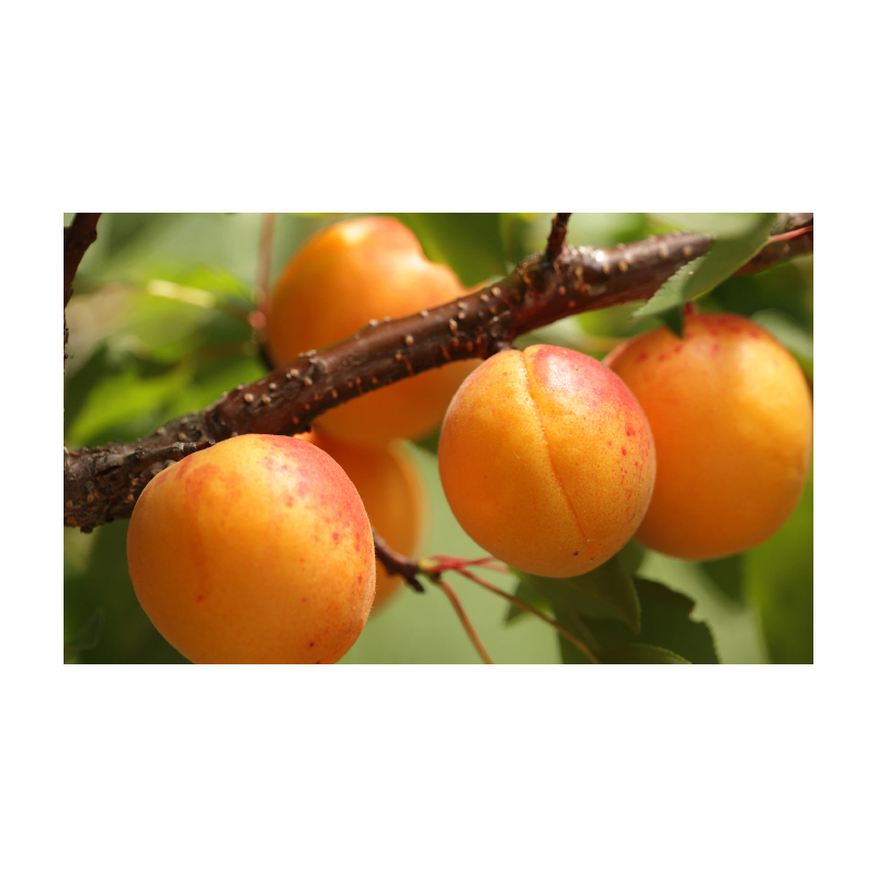 Apricot - Prunus armeniaca HARGRAND