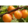 Abrikosas - Prunus armeniaca HARGRAND