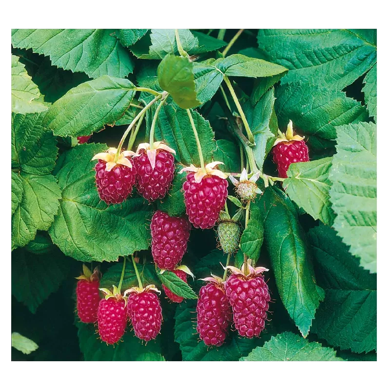 Gervuogė - Rubus fruticosus LOGANBERRY