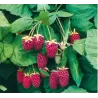 Gervuogė - Rubus fruticosus LOGANBERRY