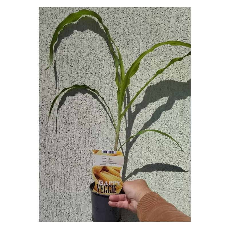 Kukurūzas - Zea mays SNOWBABY