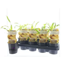 Corn - Zea mays SNOWBABY