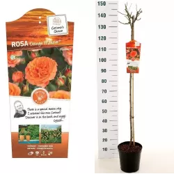 Rožė (stiebinė) - Rosa ORANGE MEILOVE stem110CM