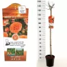Rosa ORANGE stem110CM