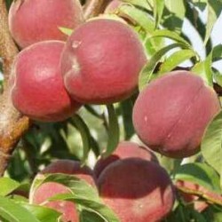 Peach - Prunus persica INKA