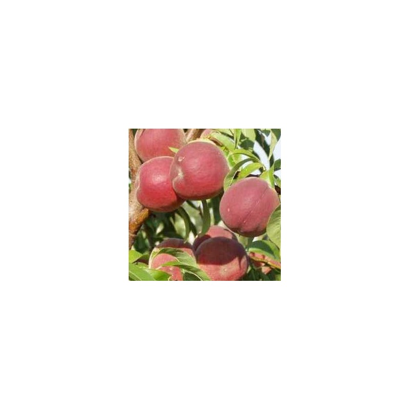 Peach - Prunus persica INKA