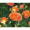 Rožė (stiebinė) - Rosa ORANGE MEILOVE stem110CM