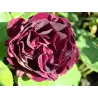 Rožių sodinukai internetu - Souvenir du Dr. Jamain