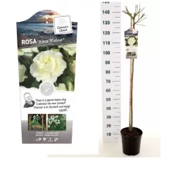 Rožė (stiebinė) - Rosa WHITE MEILOVE stem