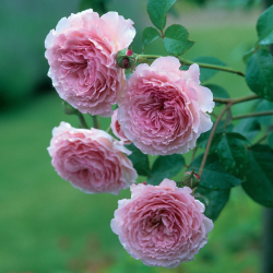 Rosa JAMES GALWAY ®
 Container-C4R Form-3-5ST Branching-3 YEARS Graft-grafted