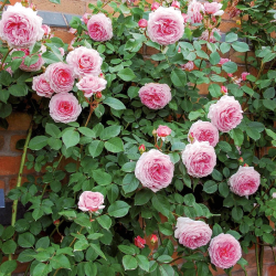 Rožė - Rosa JAMES GALWAY ®