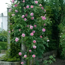 Rožė - Rosa JAMES GALWAY ®
