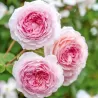 Rožė - Rosa JAMES GALWAY ®