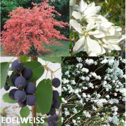 Serviceberry - Amelanchier laevis rotundifolia (ovalis) EDELWEISS