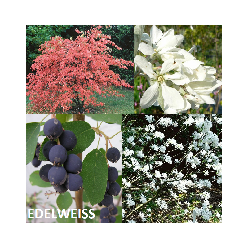 Serviceberry - Amelanchier laevis rotundifolia (ovalis) EDELWEISS