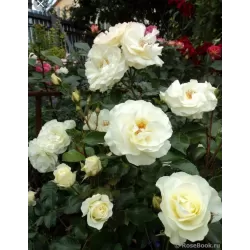 Rožė (stiebinė) - Rosa WHITE MEILOVE stem