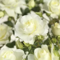Rosa WHITE MEILOVE stem