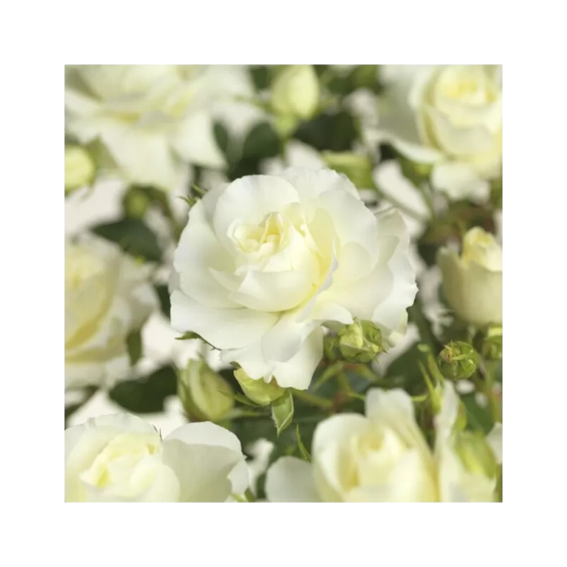 Rožė (stiebinė) - Rosa WHITE MEILOVE stem