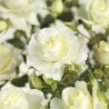 Rožė (stiebinė) - Rosa WHITE MEILOVE stem