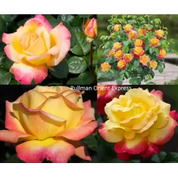 Rožė - Rosa ORIENTAL PEACE (PULLMAN ORIENT EXPRESS) ®