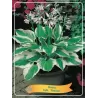 Melsvė - Hosta hyb. PATRIOT