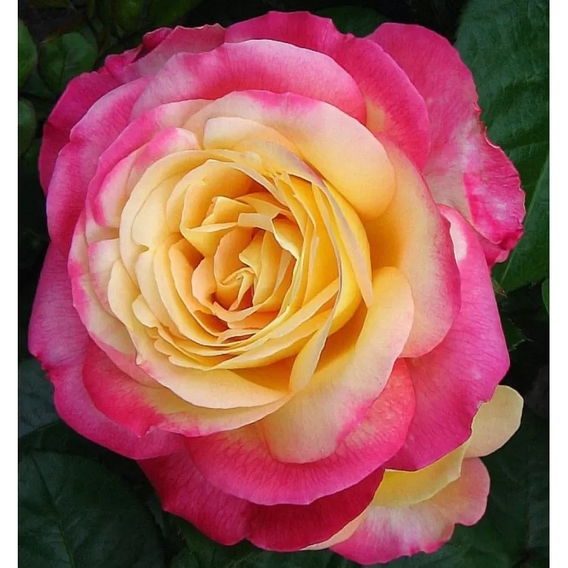 Rožė - Rosa ORIENTAL PEACE (PULLMAN ORIENT EXPRESS) ®