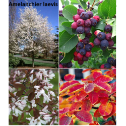 Serviceberry - Amelanchier laevis