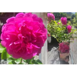 Rožė - Rosa PRINCESS ANNE ®