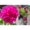 Rožė - Rosa PRINCESS ANNE ®