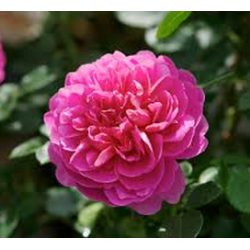 Rožė - Rosa PRINCESS ANNE ®