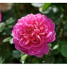 Rosa PRINCESS ANNE ®