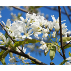 Glotnioji medlieva - Amelanchier laevis BALLERINA