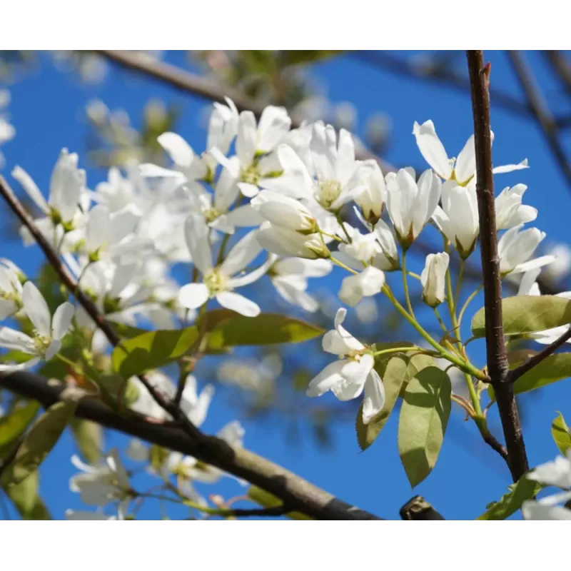Glotniųjų medlievų Ballerina sodinukai su pristatymu į namus