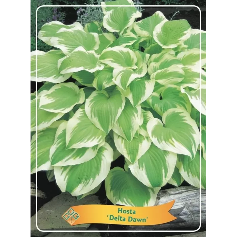 Hosta DELTA DAWN