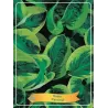 Hosta Carnival P11