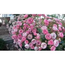 Rožių krūmai internetu su pristatymu į namus