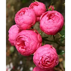 Rožė - Rosa POMPONELLA ®